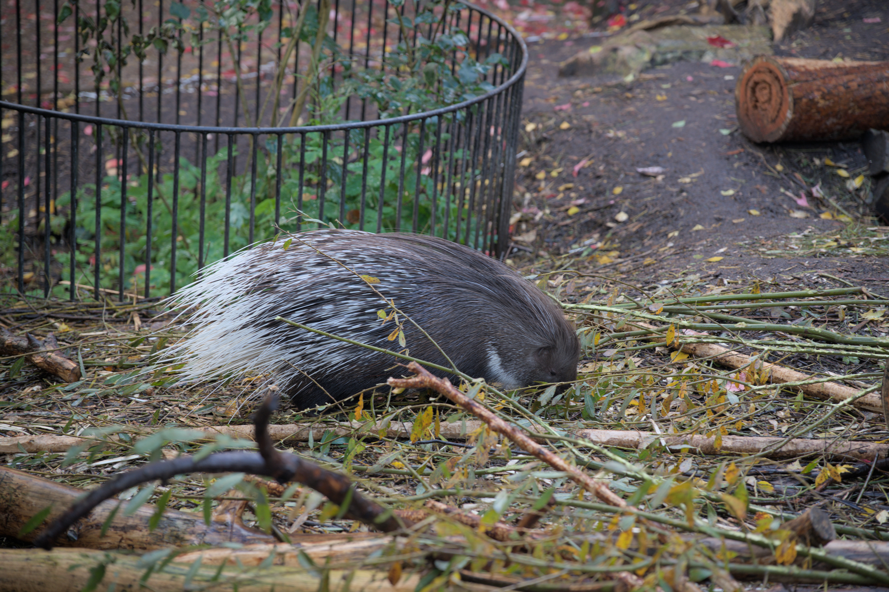 2025/10/12 - zoo/DSC_0305.jpg